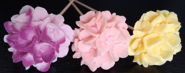Hortensia