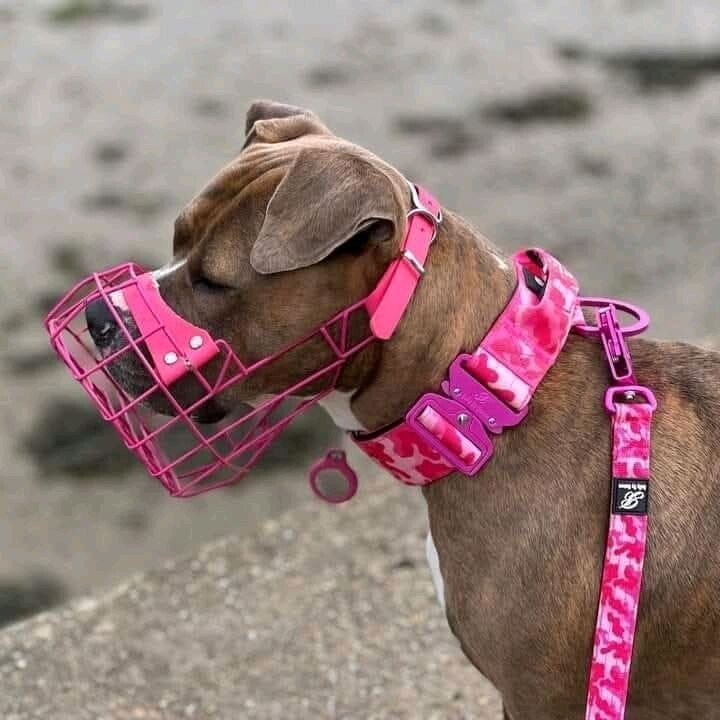 Nuture Bully Pink Camo Collar  - Large Size (5cm x 50-65CM)