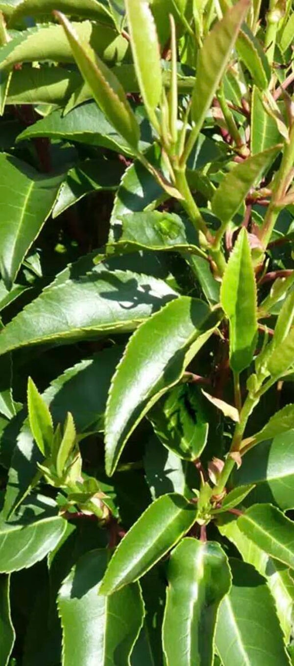 25 x Portuguese laurel hedging 30cm-50cm