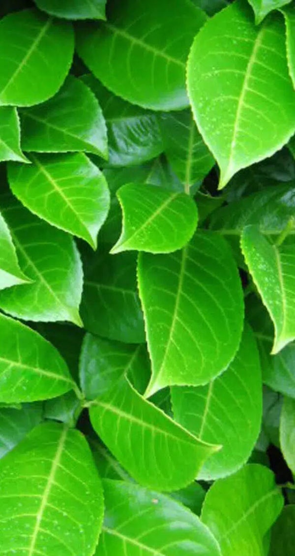 25 x Laurel evergreen hedging 30cm-50cm