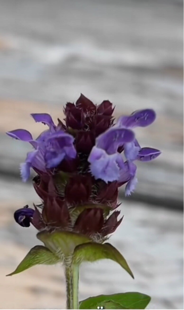 Kleine Braunelle (Prunella Vulgaris)
