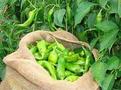 HATCH GREEN CHILE SACK - MILD