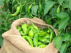 HATCH GREEN CHILE SACK - HOT