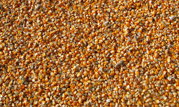 Mais popcorn 500 gram