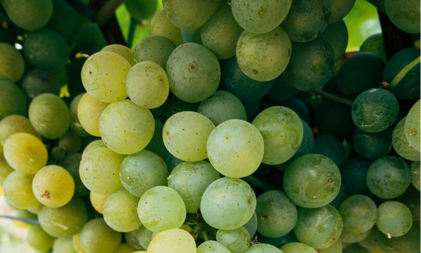 Druiven wit 500 gram