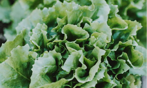 Andijvie ongesneden 100 gram