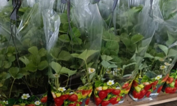 Moederdag aardbeienplant