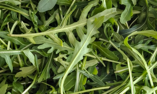 Rucola