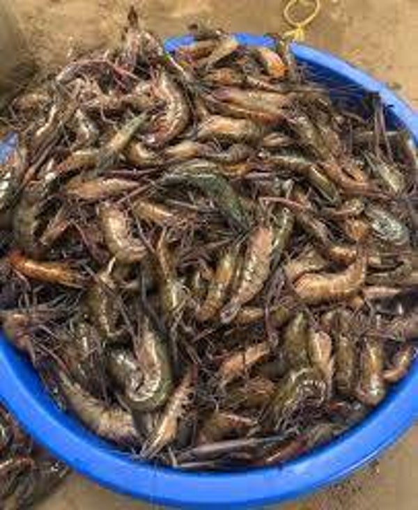 CREVETTE DU FLEUVE CONGO