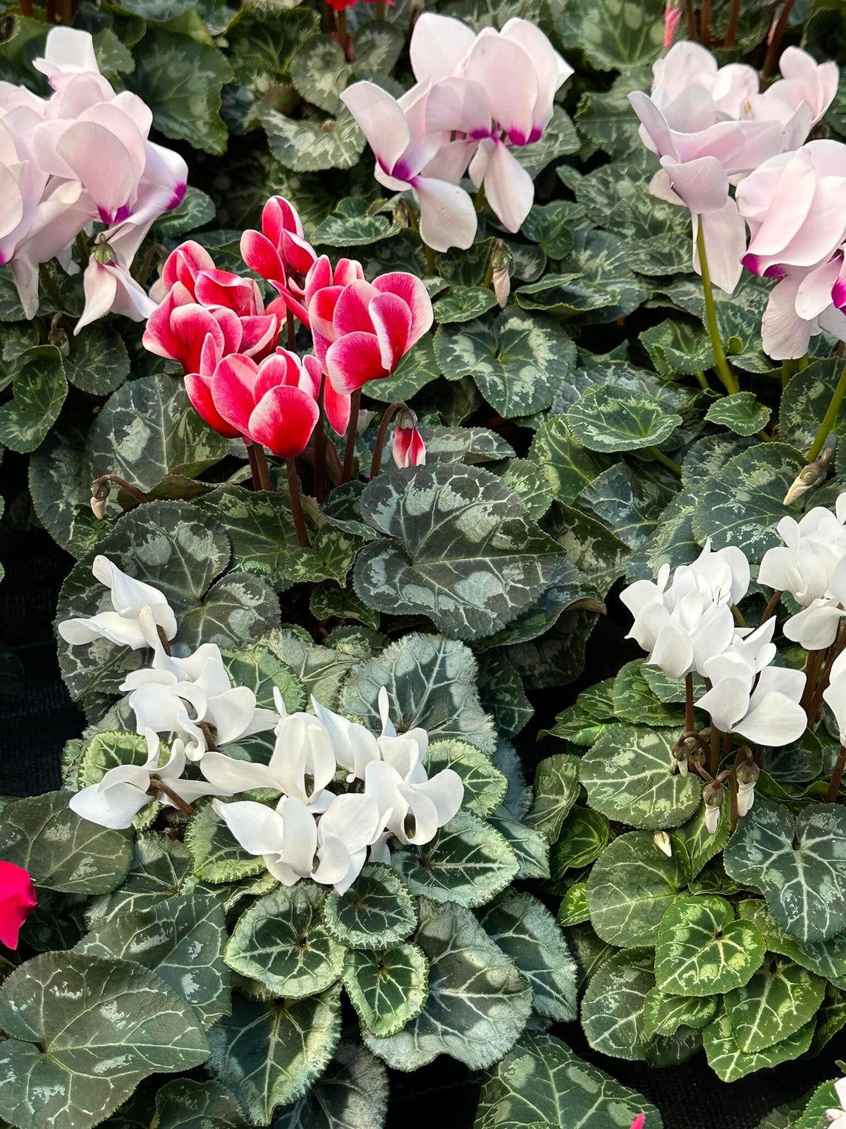 Cyclamen / Pflanzen Hannes Krammer