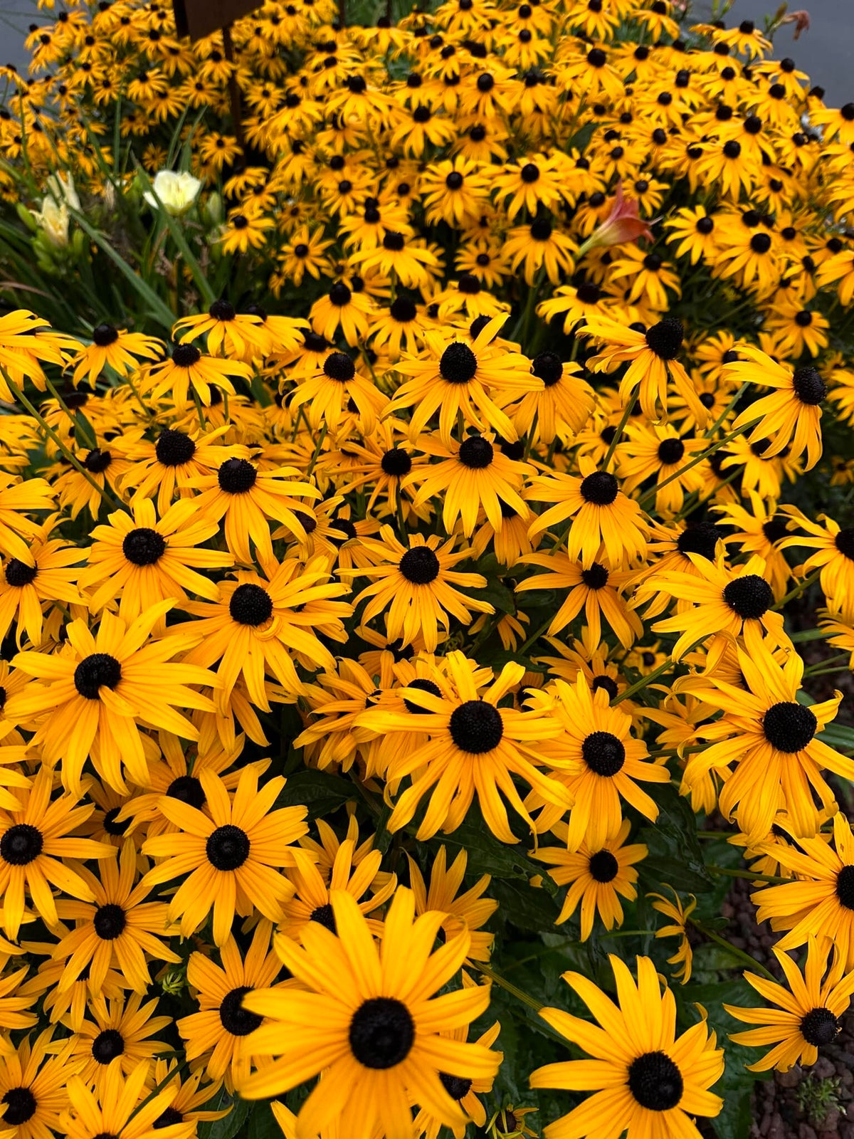 Echinacea / Pflanzen Hannes Krammer