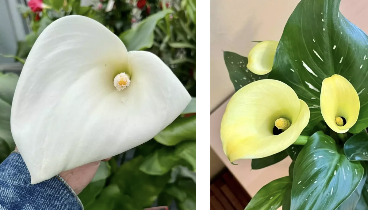 Zantedeschia / Pflanzen Hannes Krammer