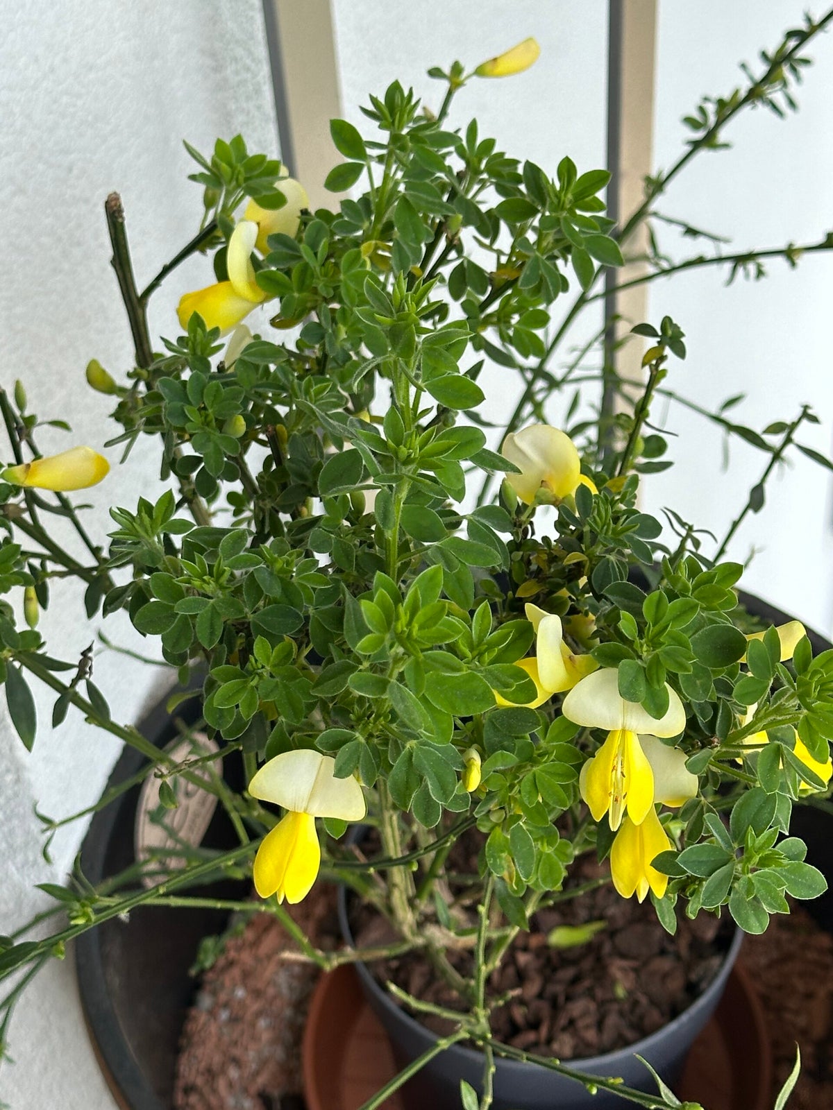 Cytisus / Pflanzen Hannes Krammer