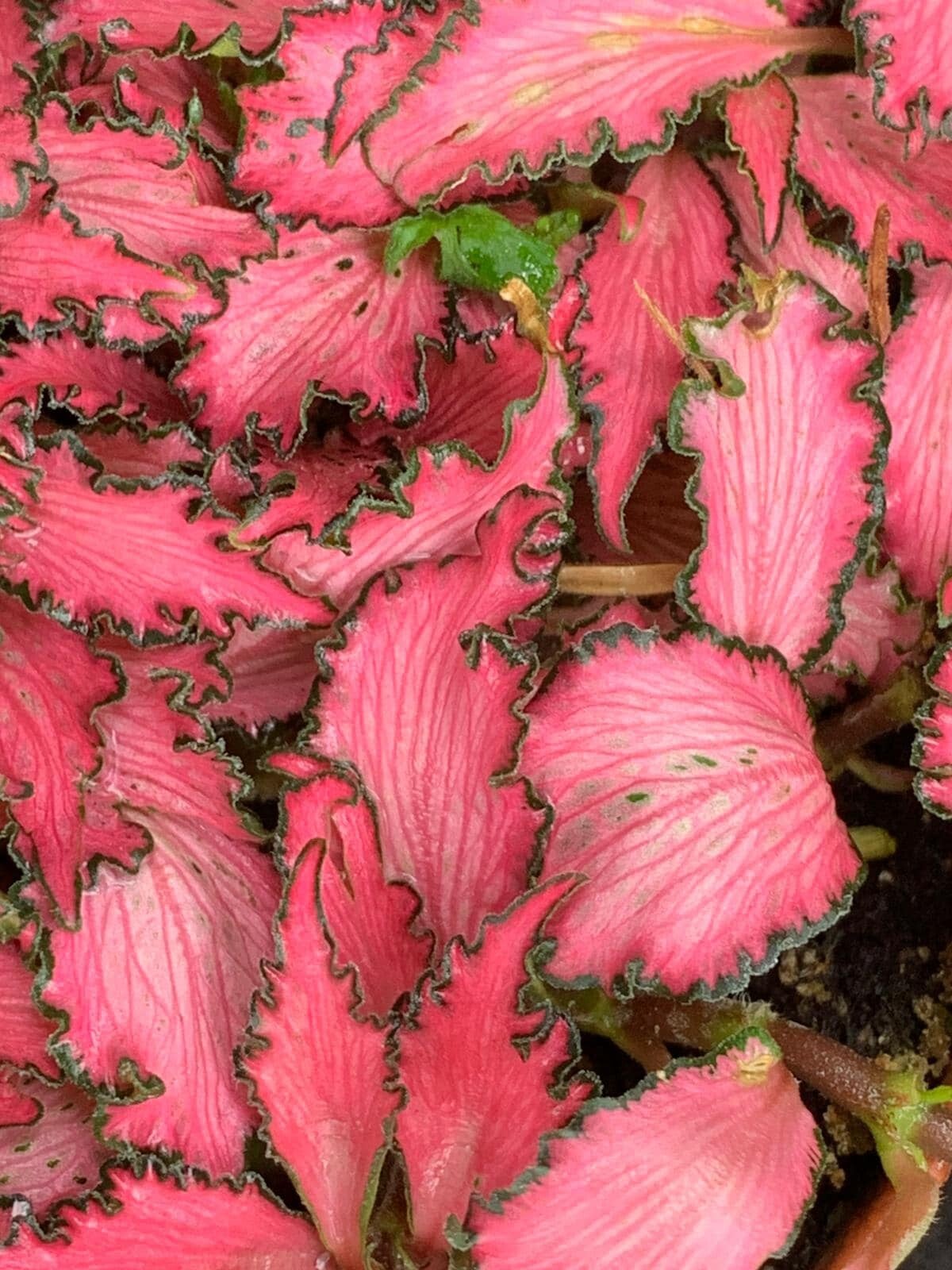 Fittonia / Pflanzen Hannesworld