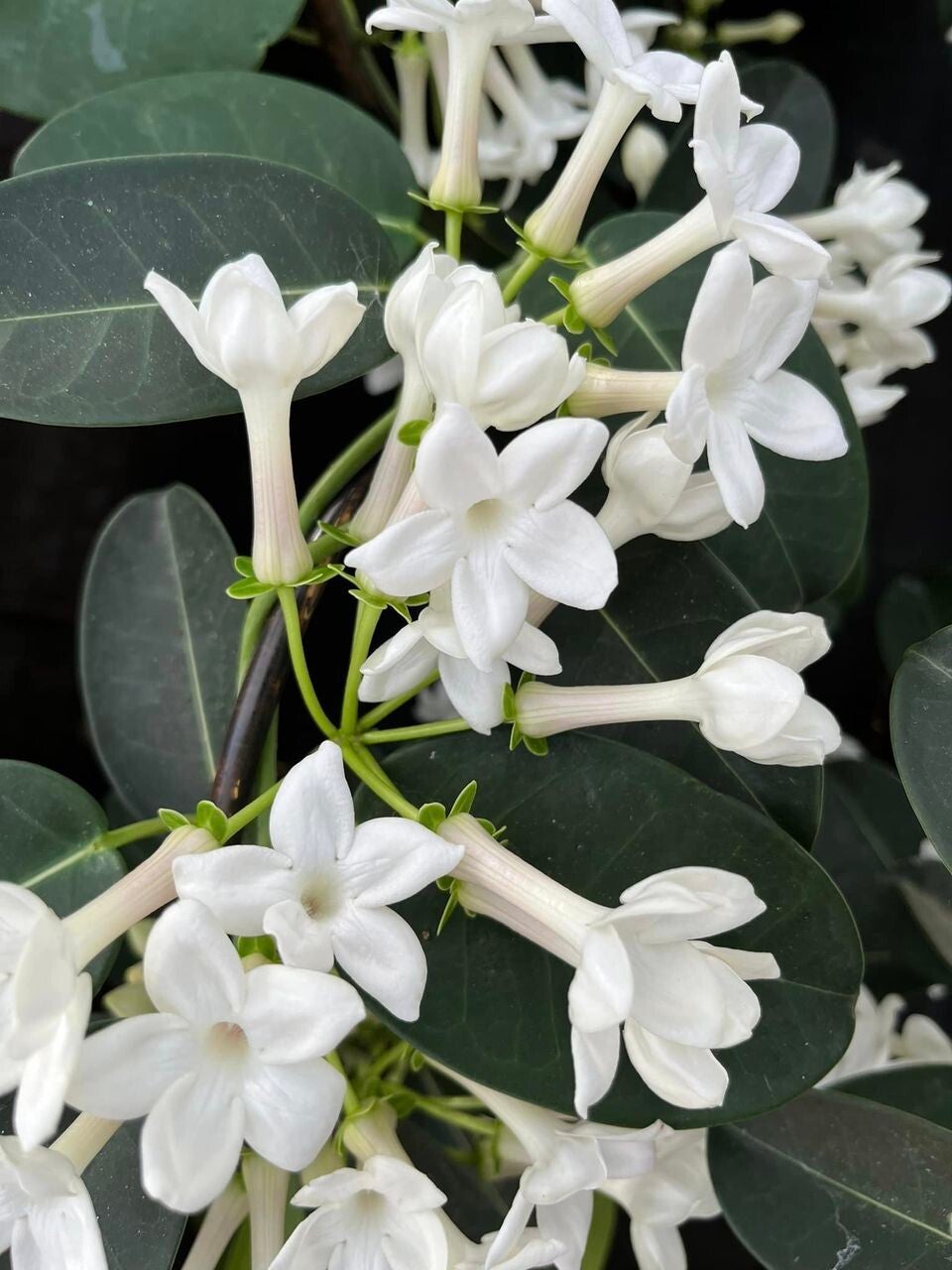 Stephanotis / Kulturwürdige Pflanzen Hannesworld
