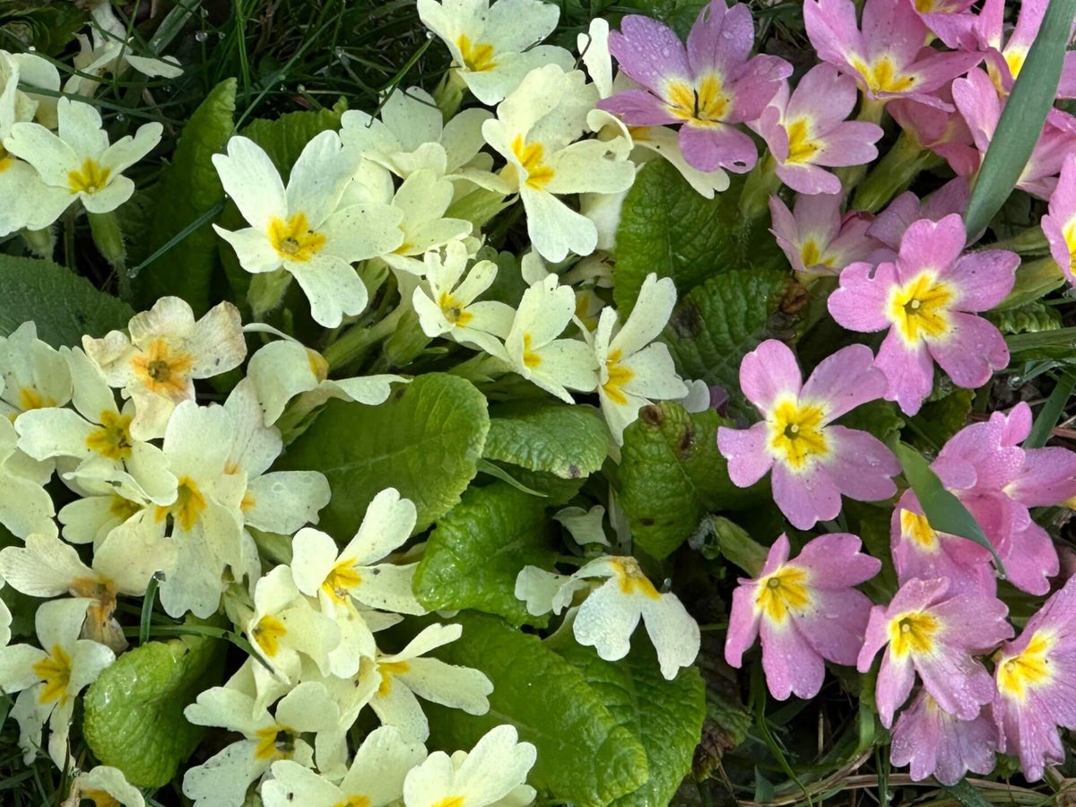 Primula / Pflanzen Hannes Krammer