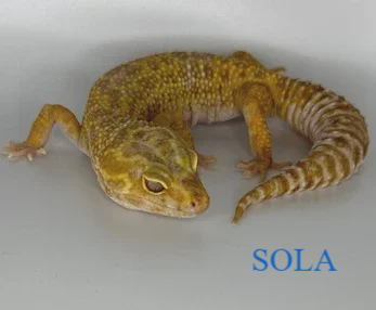 Leopardgecko (Patenschaft)