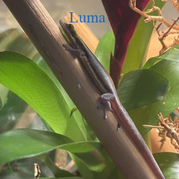 blauer Bambus-Taggecko (Patenschaft)