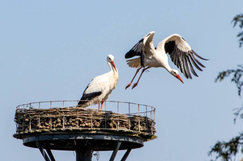 uitvliegende ooievaar
