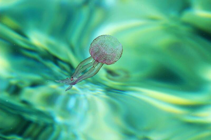 Kleurrijke kwal Malta