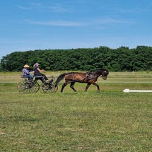 trainingaltlandsbergdressur.jpg