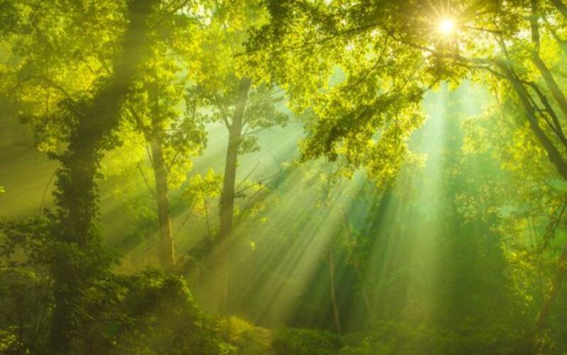 Radiant sunrays shining through the trees