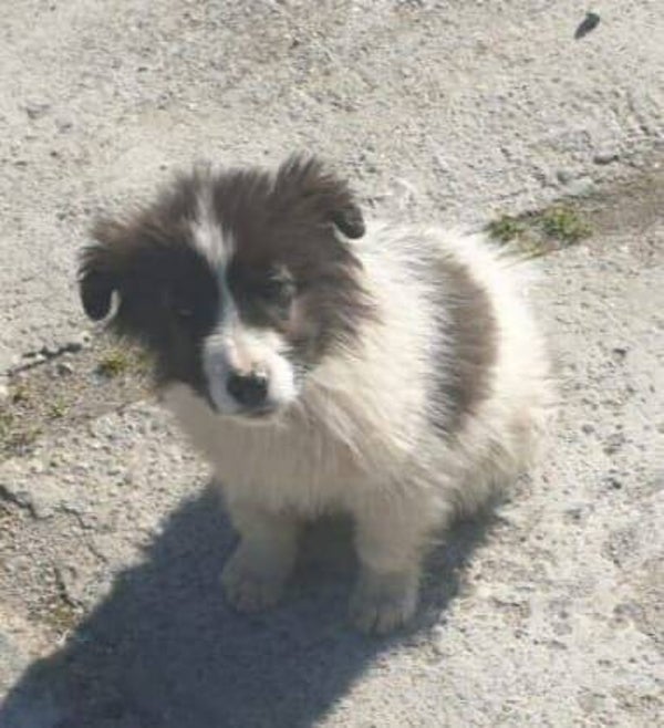 Carlito ♂️ *adoptiert