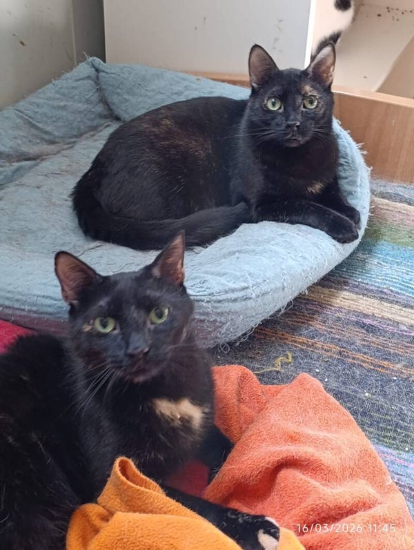 Tyra ♀️ & Naomi ♀️ *aktuell nicht zur Adoption