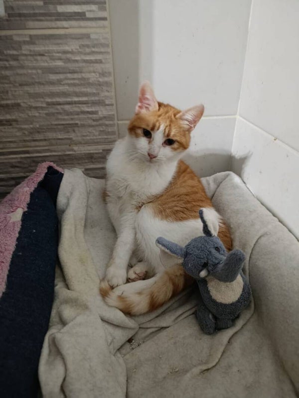 Balu ♂️ *adoptiert