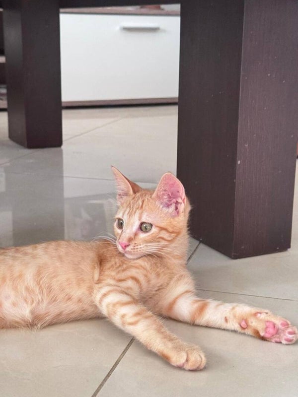 Peanut