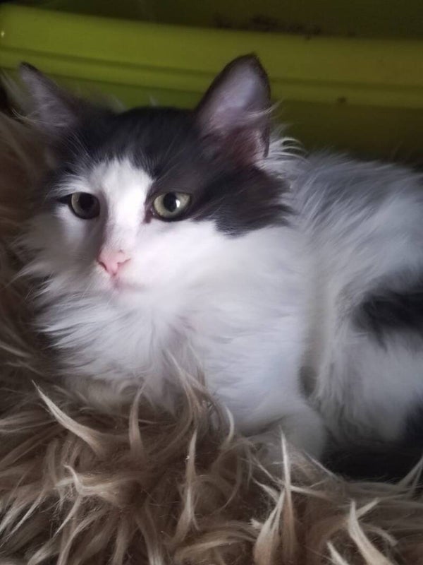 Soraya ♀️ *adoptiert