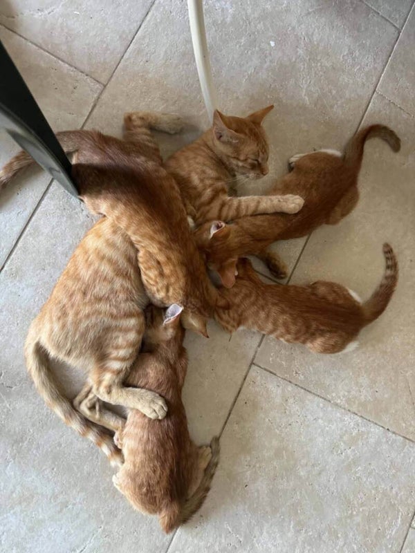 Komplette Katzenfamilie ♀️ ♀️ ♀️ ♀️ ♂️