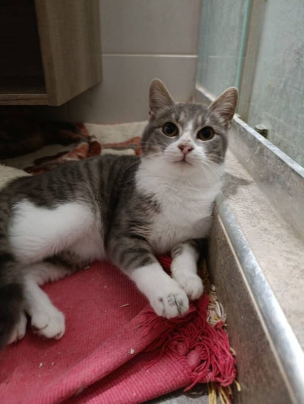 Luke ♂️ *adoptiert