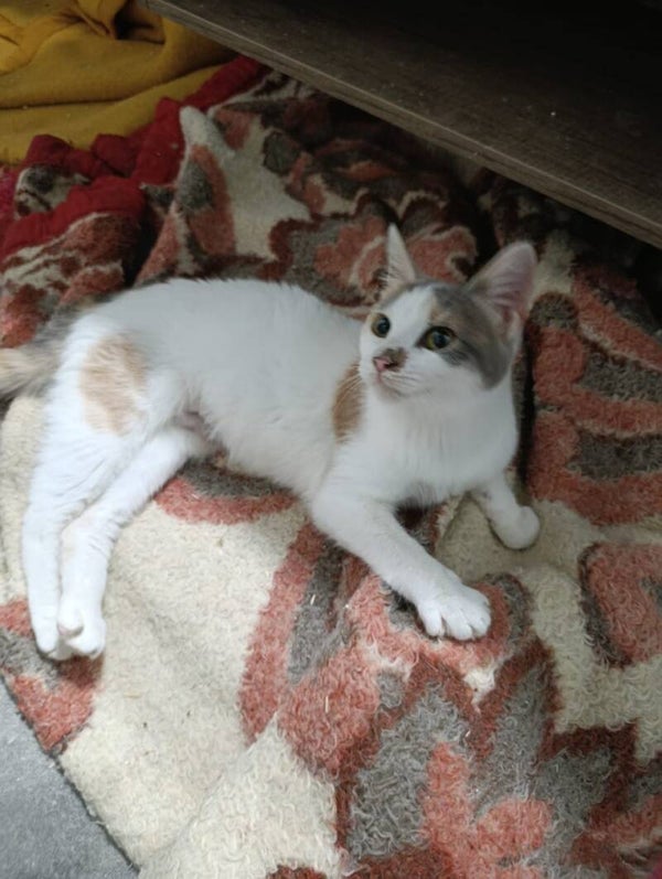Lana ♀️ *adoptiert
