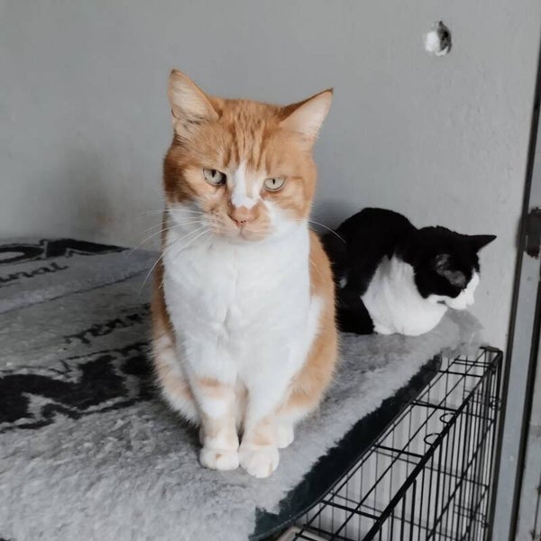 Art ♂️ *adoptiert