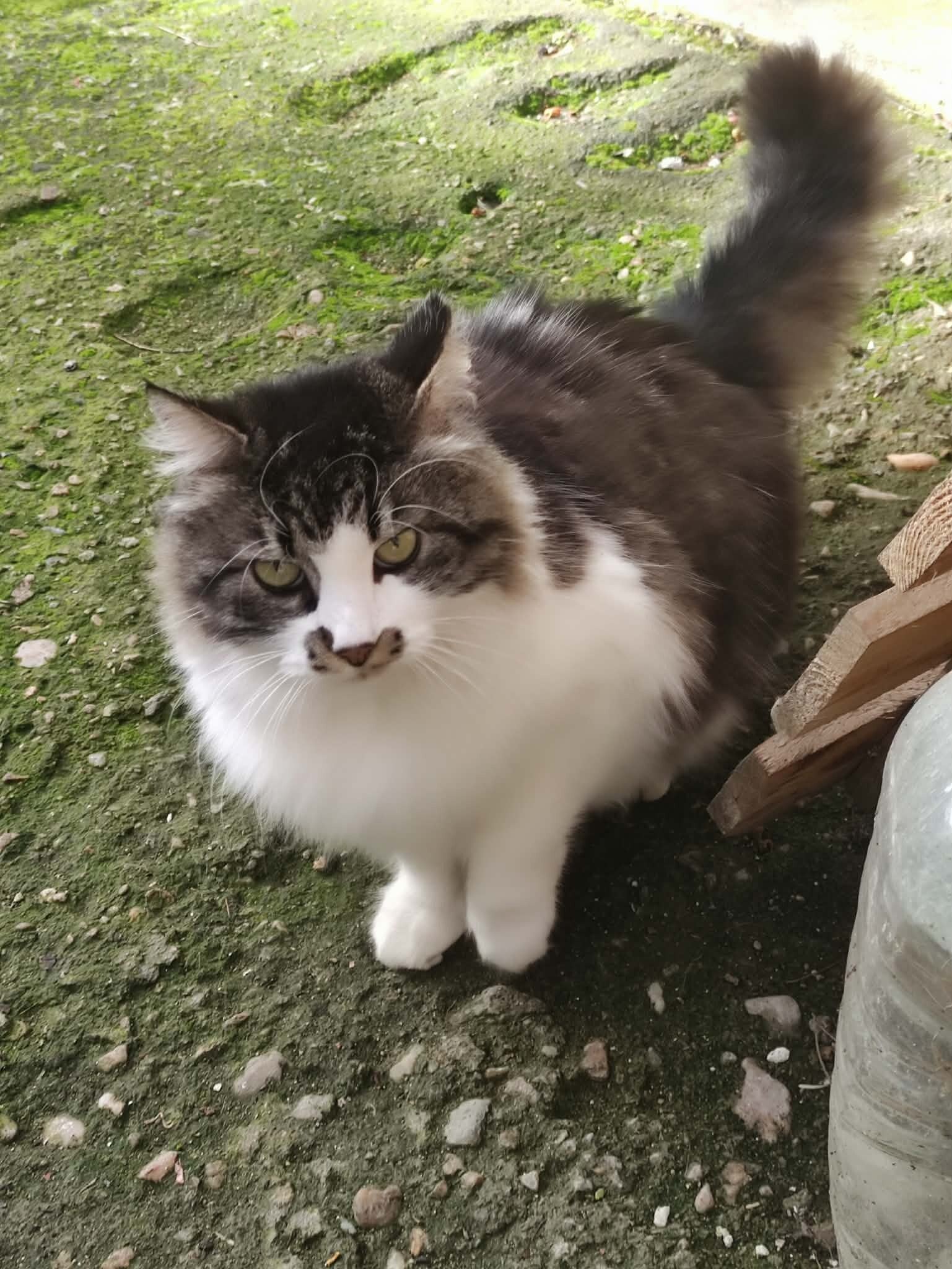 Bella ♀️ *Vermittlungshilfe