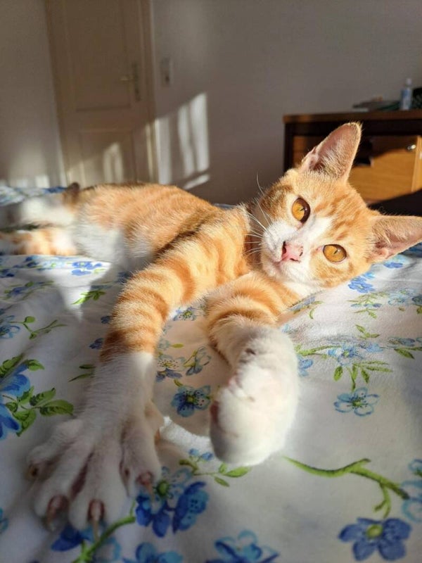 Gin ♂️* bereits in Deutschland auf Pflegestelle