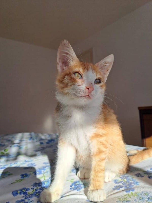 Bobby ♂️ * bereits auf Pflegestelle in Deutschland