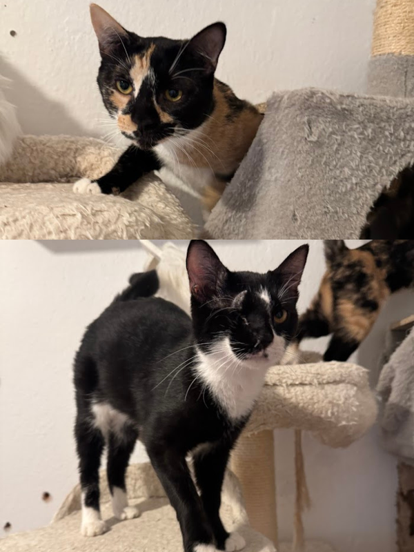 Mulan ♀️ & Bounty ♂️ *adoptiert