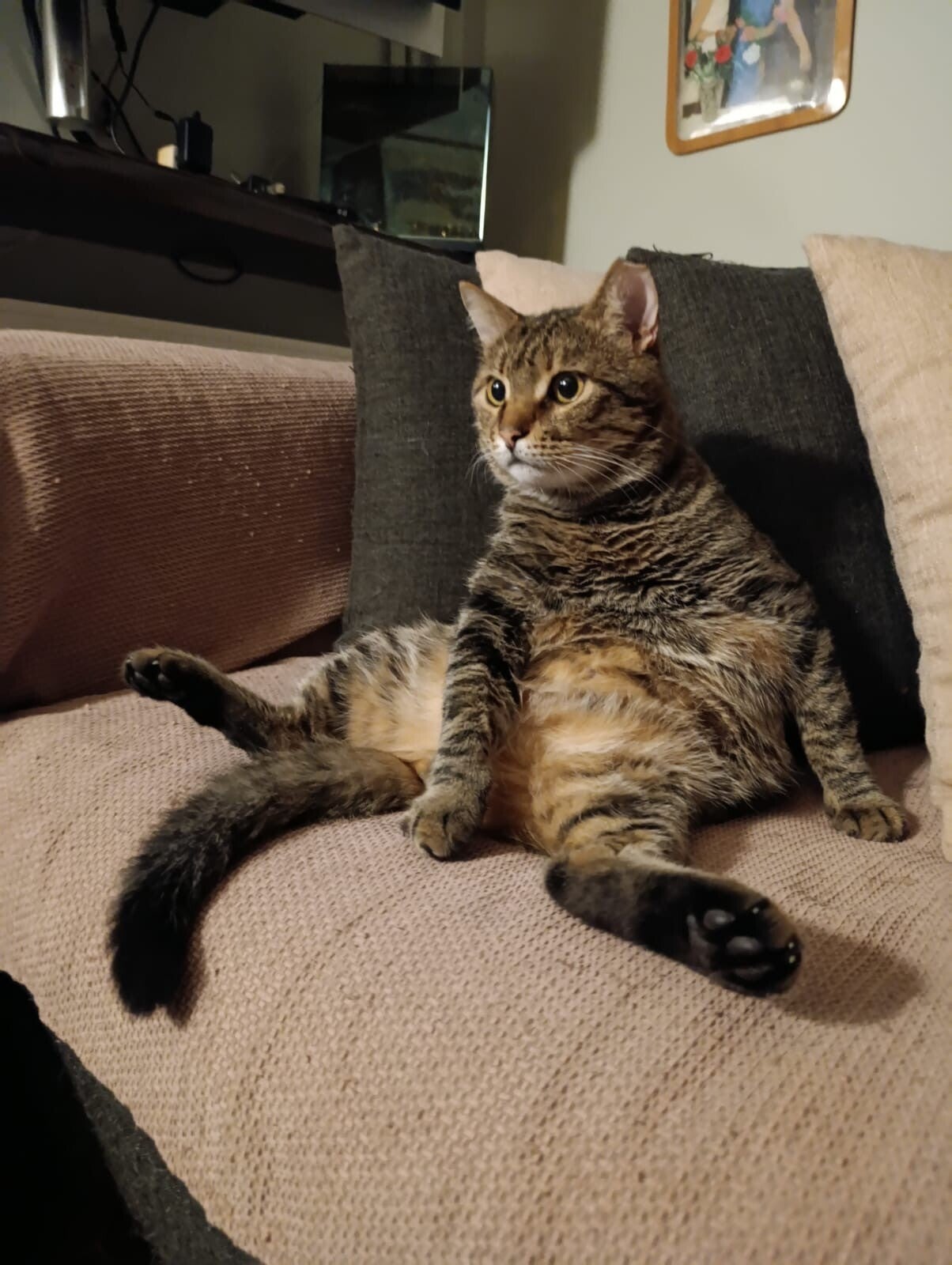 Psarulis ♂️ *Vermittlungshilfe