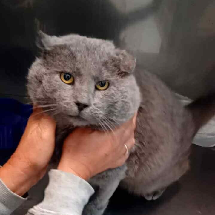 Aurelio ♂️ *NOTFALL - FIV *adoptiert
