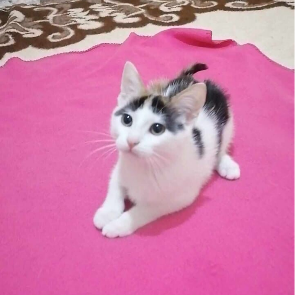 Estrella ♀️ *Vermitllungshilfe