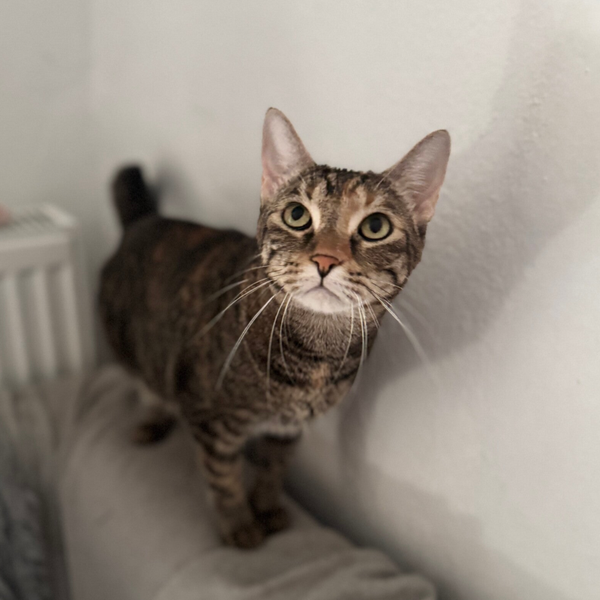 Bijou