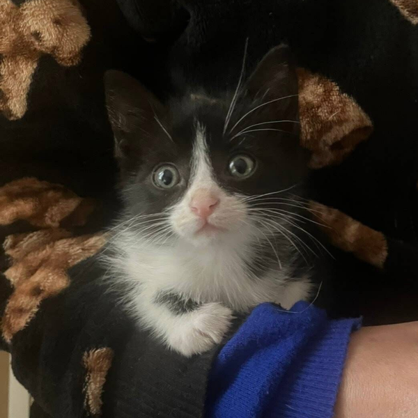 Tyson  ♂️*adoptiert