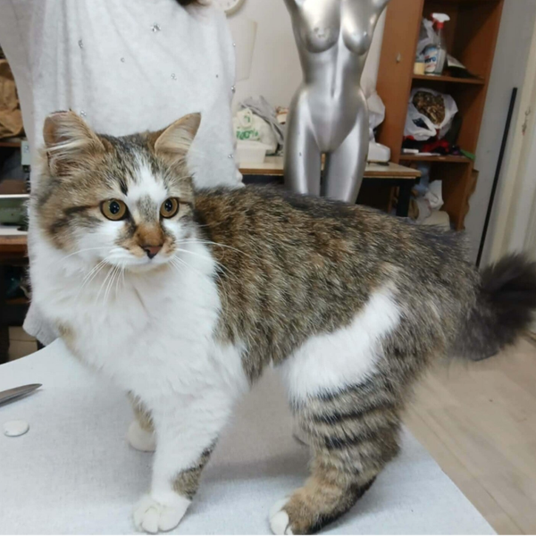 Luna  ♀️ *adoptiert