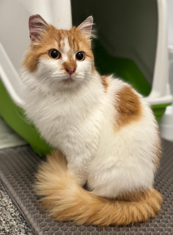 Leo ♂️*reserviert