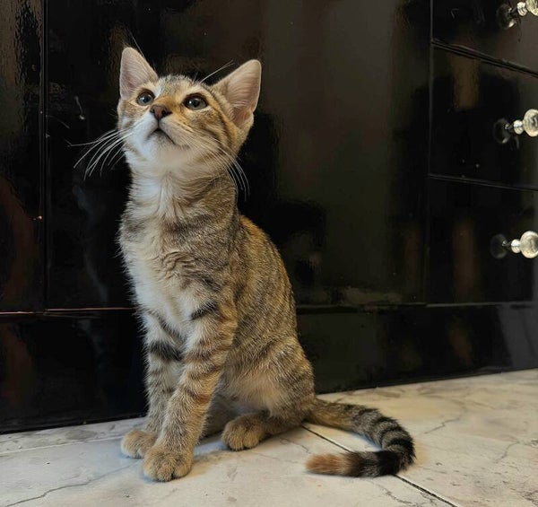 Alice ♀️ * adoptiert