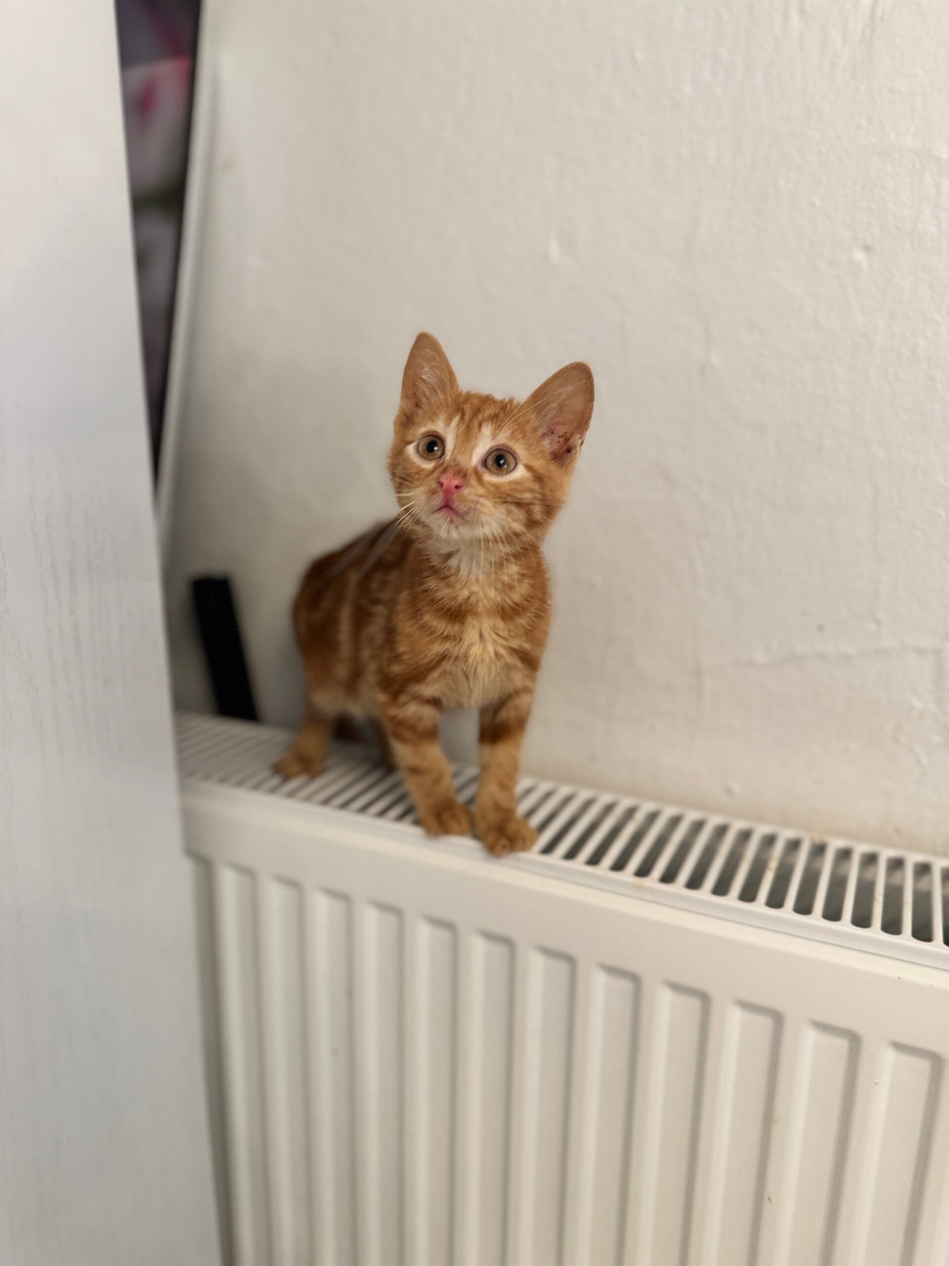 Pumpkin ♂️
