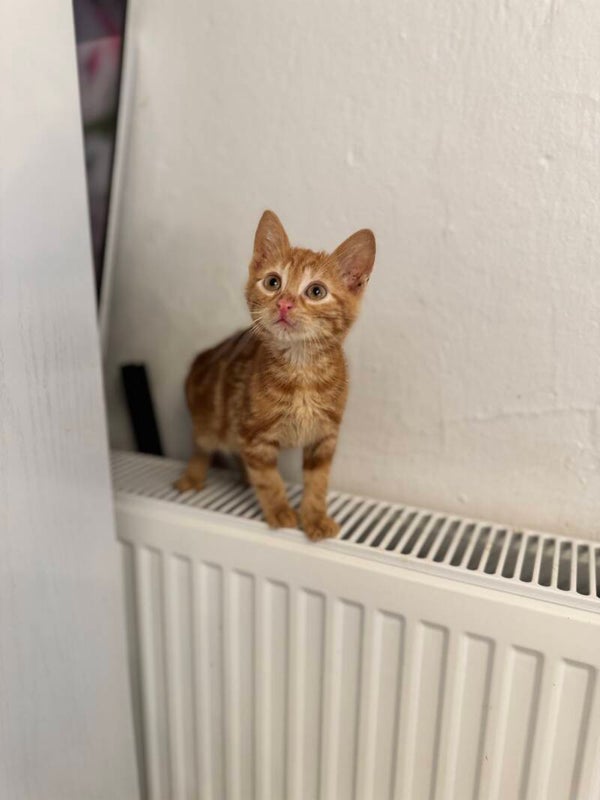 Pumpkin ♂️