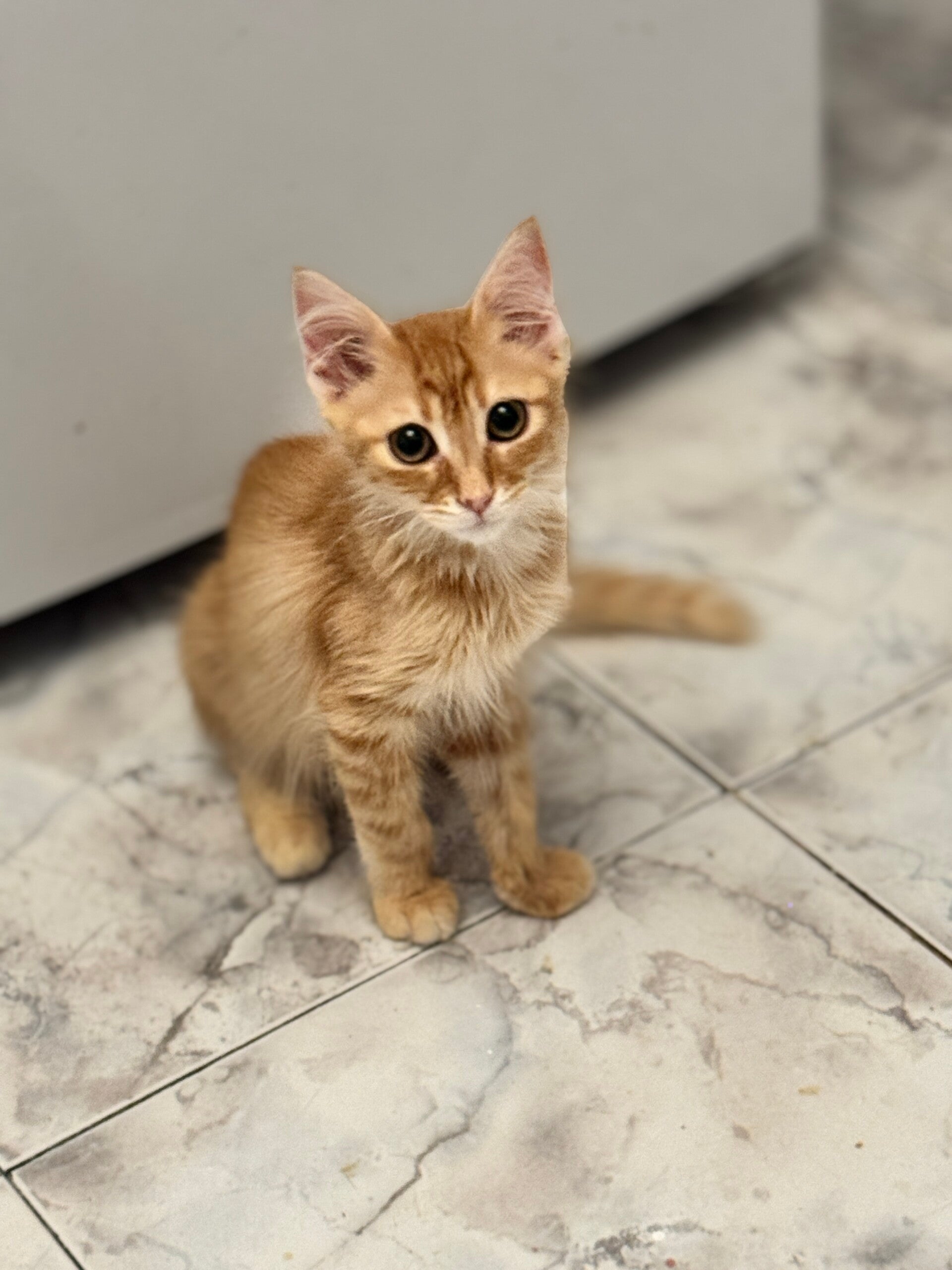 Miko ♂️